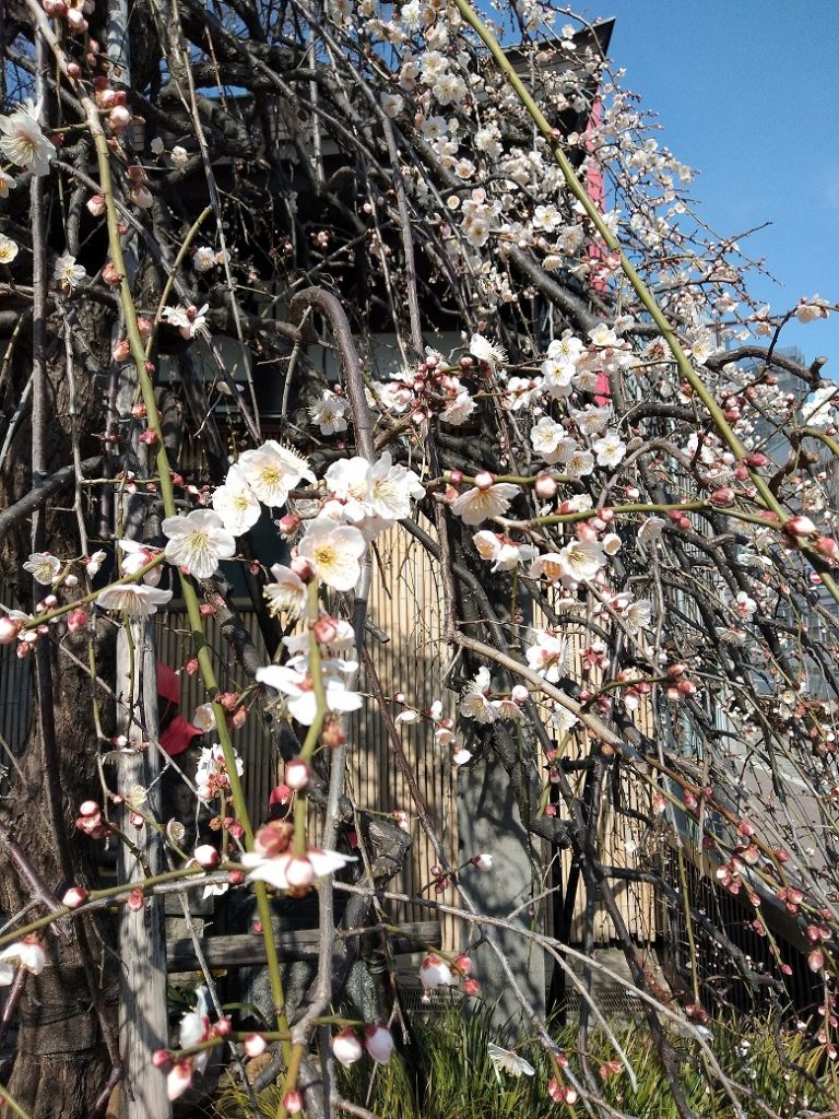 梅の開花