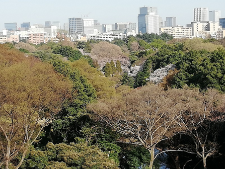 新宿御苑界隈の春